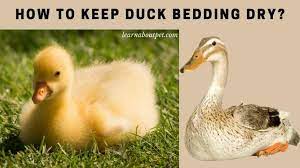 how to keep duck bedding dry 7