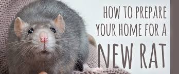rat supplies you ll need to prepare for