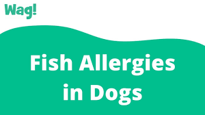 fish allergies in dogs symptoms