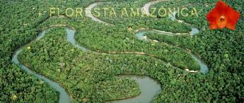 Resultado de imagem para floresta amazonica