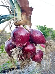 Growing Onions In Southern California