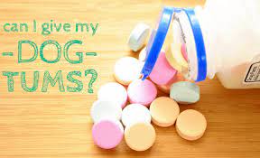 my dog tums for my dog s upset stomach