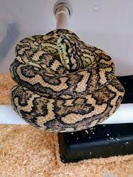 caramel carpet python traits morphpedia