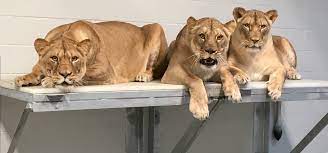meet the audubon zoo s new lions