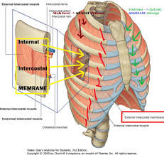 Face Muscle Diagram Labeled Face And Neck Muscles Diagram Of