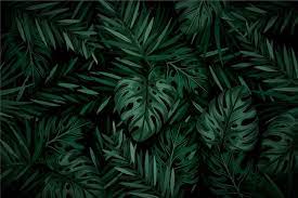leaf wallpaper images free