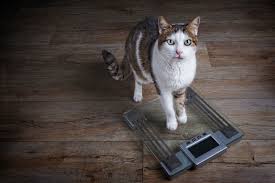 Another good way to know how much your cat should weigh is to speak to your vet as they also use a system called the body condition score or bcs. How Much Should Your Cat Weigh The Daily Cat