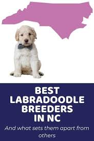 top ethical labradoodle breeders list