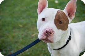 And pretty useless for much else. Villa Park Il American Staffordshire Terrier Meet Chance A Pet For Adoption