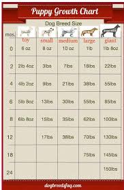 Understanding Pit Bull Puppy Growth And Development Stages