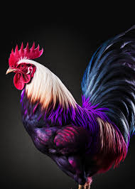 Wall Art Print Portrait Of A Rooster