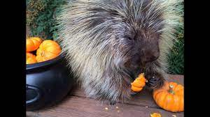 porcupines eat pumpkins