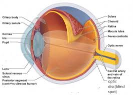 anatomy of eye and mcqs for neet gpat