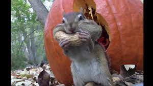 Chipmunk Pumpkin house PART 1 - YouTube