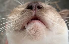 swollen chin in cats cat world