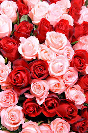 red and pink flowers wallpapers top