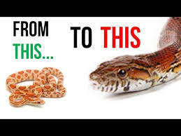 How Long Does It Take For A Snake To Grow Youtube