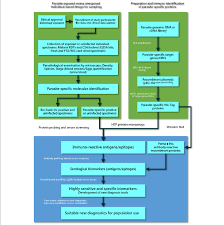 Flow Chart For The Processes Involved In The Identification