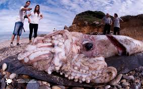 bus size giant squid may be