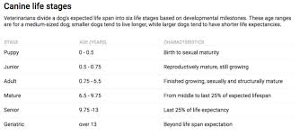 How Old Your Dog Or Cat Really Is In Pet Years According