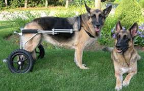dog wheelchairs for rear legs ed s