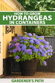 How To Grow Hydrangeas In Containers