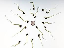 Difference Between Human Sperm And Ovum With Comparison