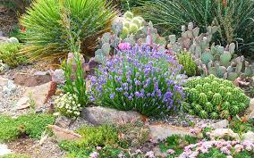 Cold Hardy Cacti Succulents