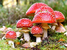 Image result for amanita muscaria fungi