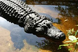 Where to See Alligators in and Around New Orleans