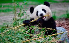 Image result for panda