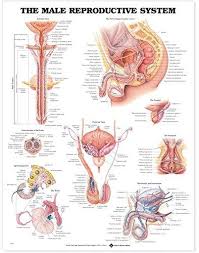 The The Male Reproductive System Anatomical