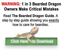 How Smart Is A Bearded Dragon This Might Surprise You