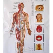 Buy Acupuncture Wall Chart And Get Free Shipping On