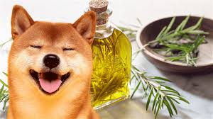 15 dog hair loss home remes natural