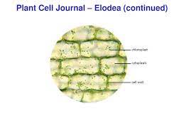 ppt plant cell journal elodea
