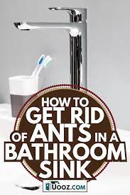 get rid of ants in a bathroom sink