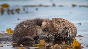 sea otters bing wallpaper
