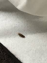 carpet beetle larvae discovered in