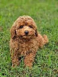 toy poodle puppies females dogs