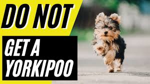 7 reasons you should not get a yorkipoo