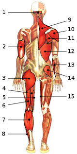 In the muscular system, muscle tissue is categorized into three distinct types: Free Anatomy Quiz The Muscles Of The Whole Body Locations Quiz 3 Posterior View