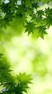 iphone green nature hd wallpapers pxfuel