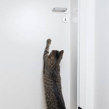 Why Do Cats Closed Doors Door Buddy