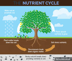 nutrient cycling soil ecology wiki