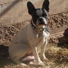 French bulldog mix (26) apply french bulldog mix filter. Puppyfind Boston Frenchie Puppies For Sale