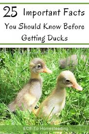 Getting Ducks