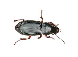 Identify And Control Ground Beetles
