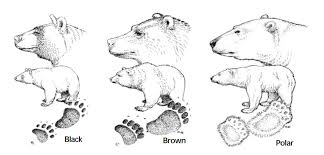 Types Of Bears Bears U S National Park Service