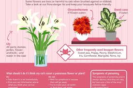 However, there are plants that go by the common name lily that can cause cardiotoxicity or irritation to the mouth. Plea For Pet Safe Flowers Warning After Cat Dies From Lily Poisoning